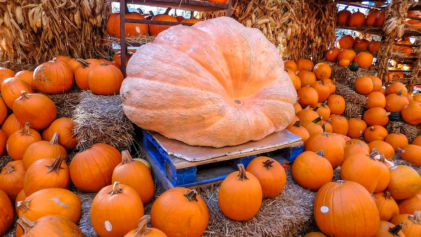 Plenty of pumpkins surrounding one large pumpkin at an October pumpkin show.