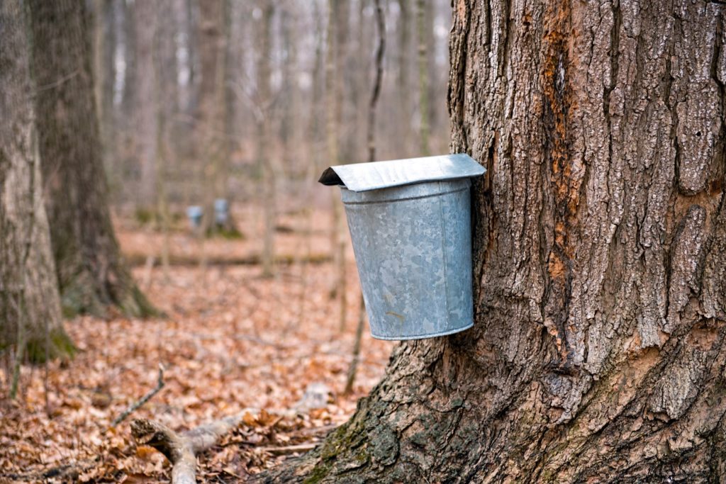 March maple tree tapping in early spring.